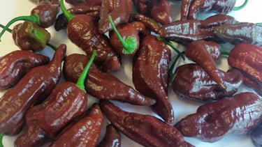 Bhut Jolokia Chocolate Ghost - Seeds - The Pepper Pantry (Formerly Marie Sharp's)